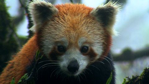 Thumbnail image for {{ post.title }}