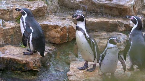 Thumbnail image for {{ post.title }}