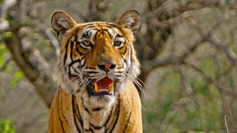 Thumbnail image for {{ post.title }}