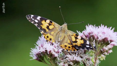 Thumbnail image for {{ post.title }}