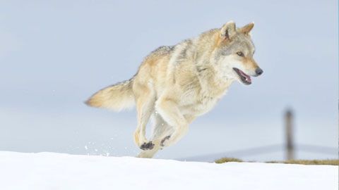 Thumbnail image for {{ post.title }}