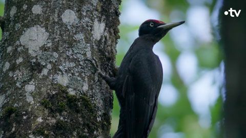 Thumbnail image for {{ post.title }}