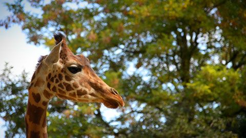 Thumbnail image for {{ post.title }}