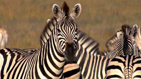 Thumbnail image for {{ post.title }}