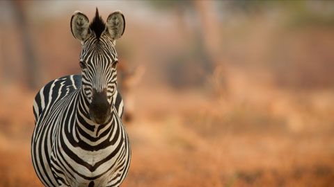 Thumbnail image for {{ post.title }}