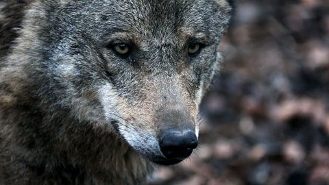 Thumbnail image for {{ post.title }}